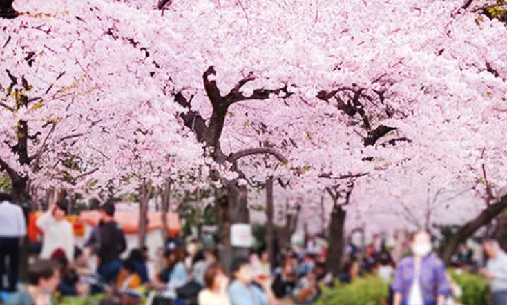 Best Sakura spot in Toyota city, Aichi