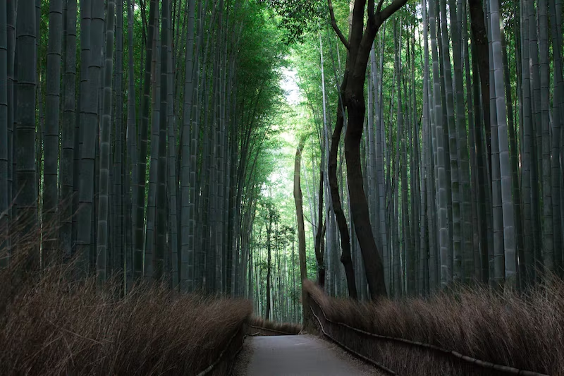 Arashiyama Bamboo Grove: A Natural Wonder in Kyoto